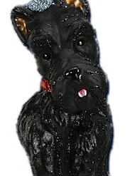 Old World Christmas Scottish Terrier Ornament
