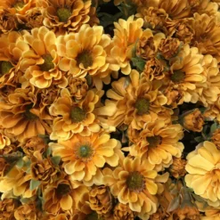 TheHolidayBarn.com Golden Yellow Mum Bunch New!